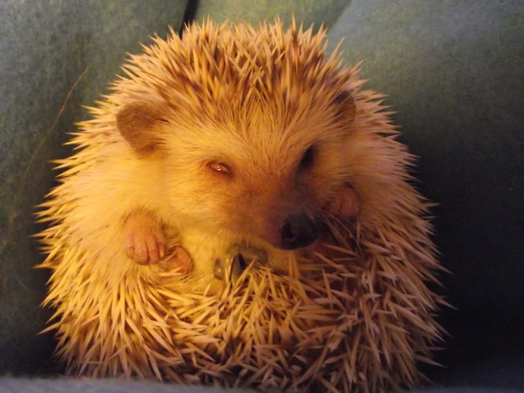 Missing Eye How bad is this, and what should I do? Hedgehog Central